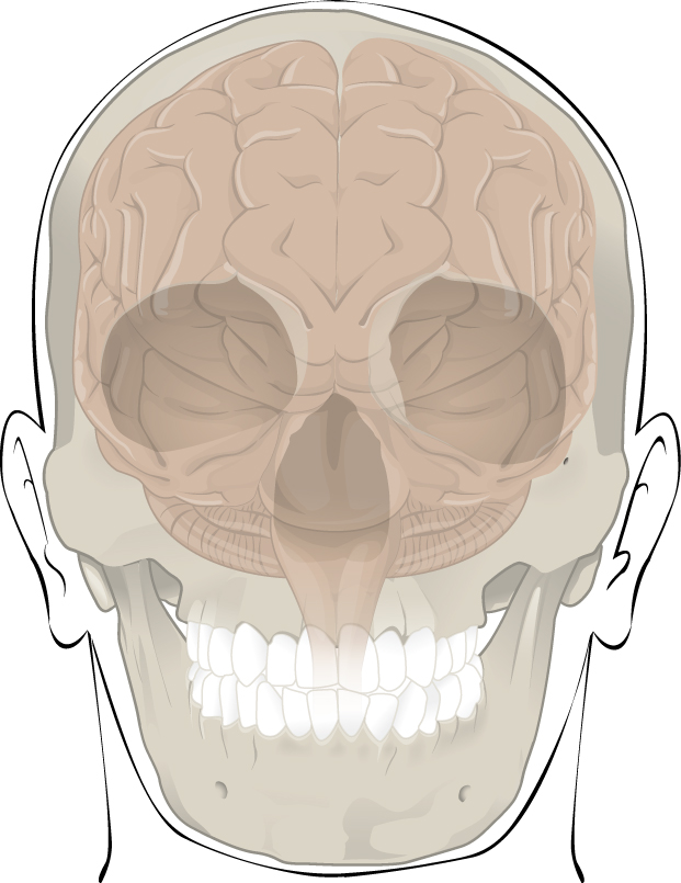 Educational illustration of the brain within the skull.